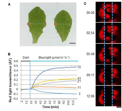 상추의 엽록체운동 (A) white band assay. (B) 적색광 투과도를 이용한 엽록체운동 분석. (C) 엽록체운동의 time-lapse 분석. Scale bar = 10 μm