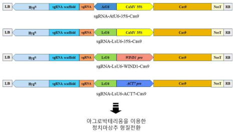 상추 최적화 CRISPR/Cas9시스템 구축