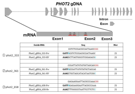 청치마상추 phot2 변이체를 만들기 위한 single-guide RNA