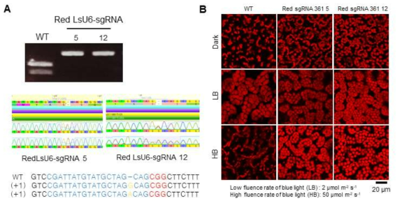 Red LsU6-sgRNA 청치마상추 형질전환체의 phot2 변이체 선별
