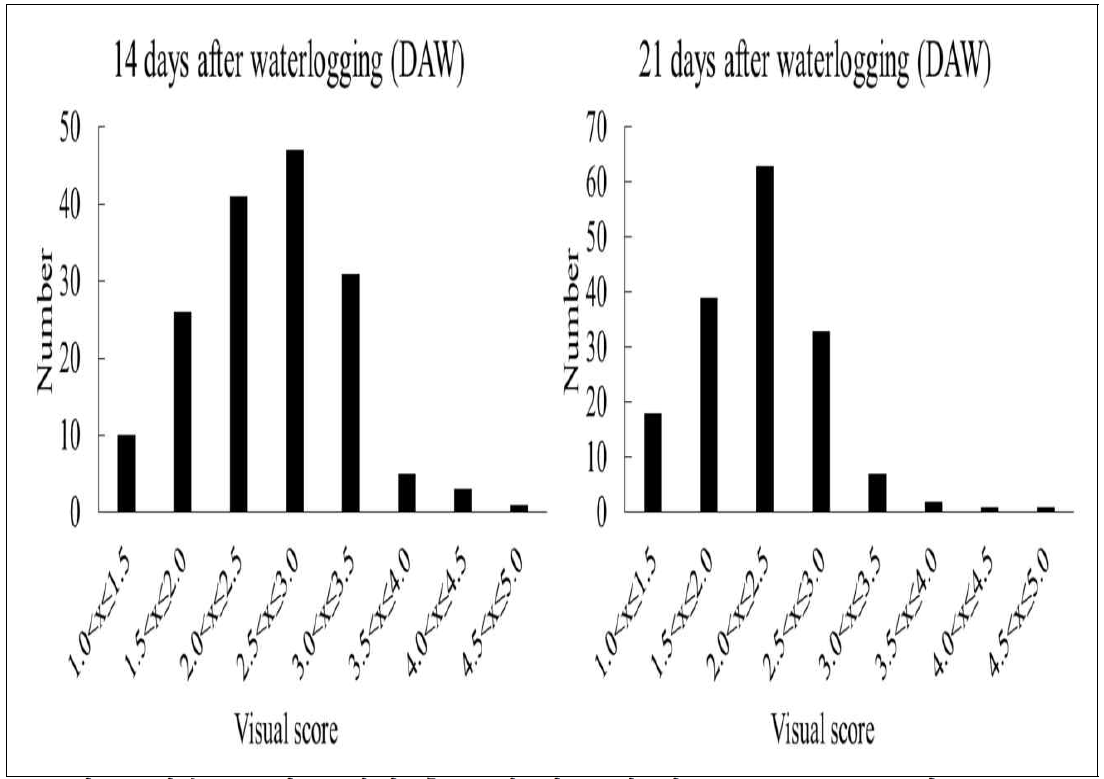 침수스트레스 처리 후 14일 및 21일 뒤 visual score를 기준으로 작성한 정규분포그래프. 총 164종의 야생콩을 이용하여 3반복으로 실험을 수행하였음