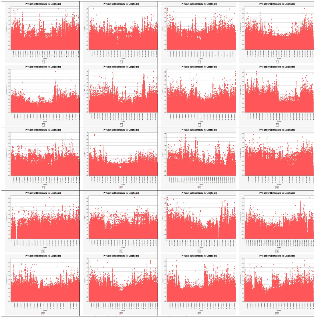 Root length에 대한 GWAS 분석결과