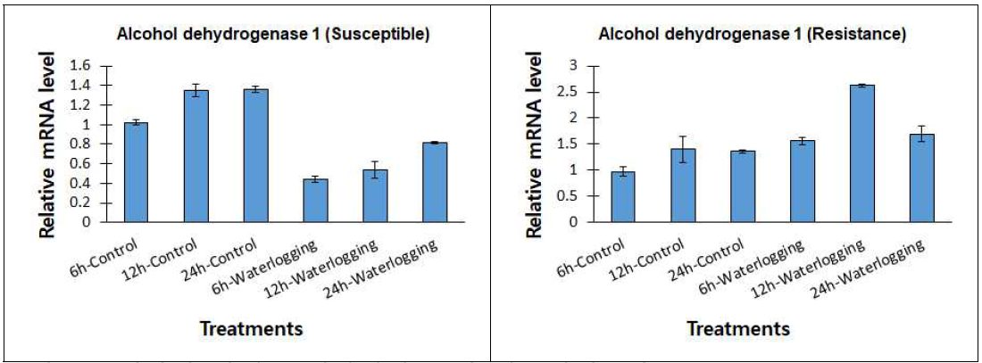 선발된 야생콩 저항성계통 및 감수성계통간 Alcohol dehydrogenase 1 유전자 발현량 비교