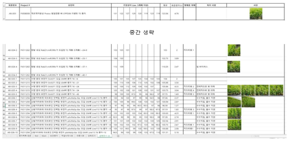 2019년도 벼 계통의 증식 및 표현형 조사 (LMO격리포장, 국립농업과학원)