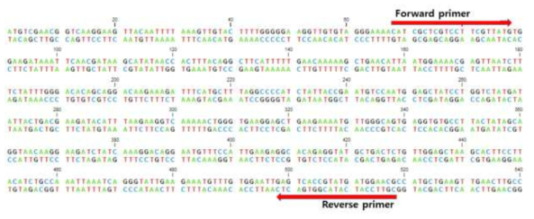 Ras-related protein dsRNA 프라이머 합성부위