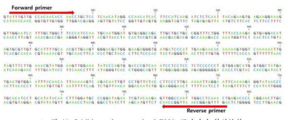 Inhibitor of apoptosis dsRNA 프라이머 합성부위