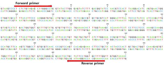 v-ATPase dsRNA 프라이머 합성부위