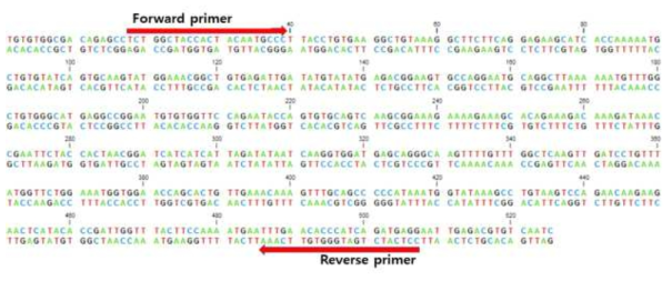 Ecdysone receptor dsRNA 프라이머 합성부위