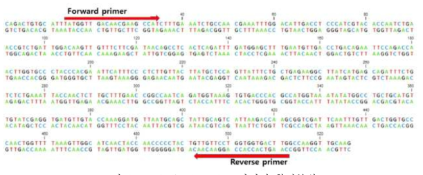 Tubulin dsRNA 프라이머 합성부위