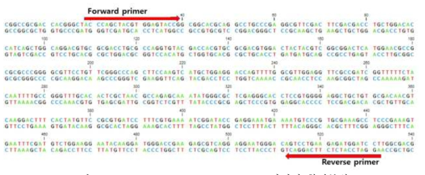 Salivary peroxidase dsRNA 프라이머 합성부위