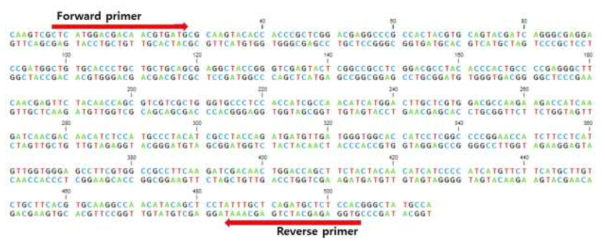 Chitin syntase dsRNA 프라이머 합성부위