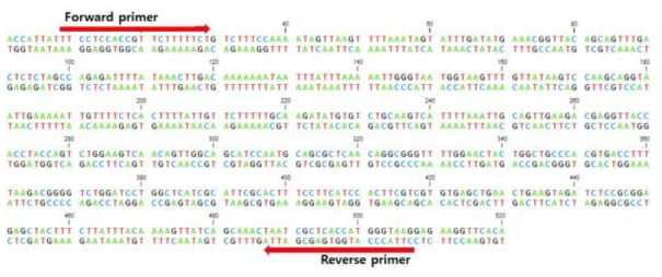 Elongation factor dsRNA 프라이머 합성부위