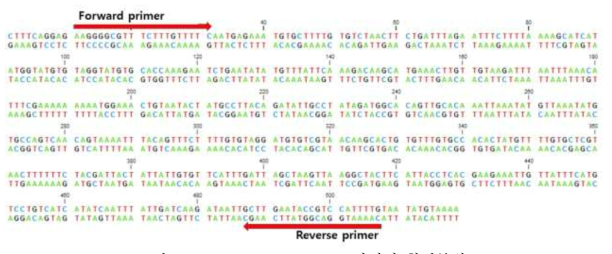 Aquaporin dsRNA 프라이머 합성부위