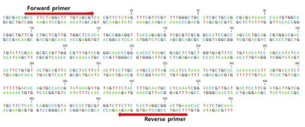 Amylase dsRNA 프라이머 합성부위