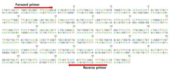 Actin dsRNA 프라이머 합성부위