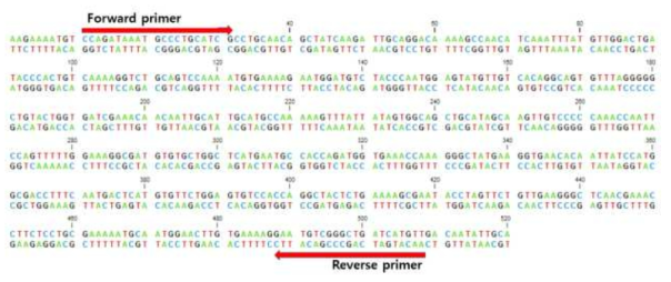 Apolipophorin dsRNA 프라이머 합성부위