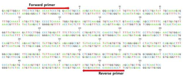 Insulin receptor dsRNA 프라이머 합성부위