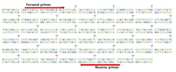 Diuretic hormone receptor dsRNA 프라이머 합성부위