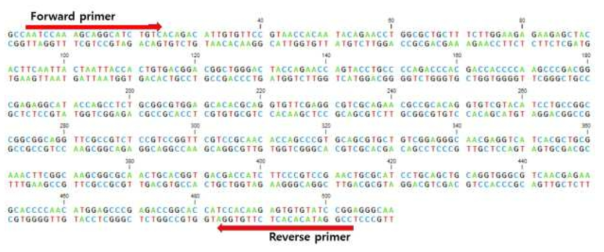 Insulin-like peptide dsRNA 프라이머 합성부위