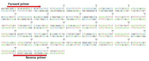 Diuretic hormone dsRNA 프라이머 합성부위