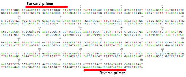 Coatomer protein A dsRNA 프라이머 합성부위