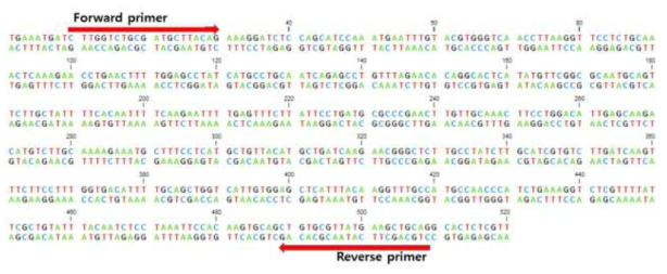 Coatomer protein B dsRNA 프라이머 합성부위