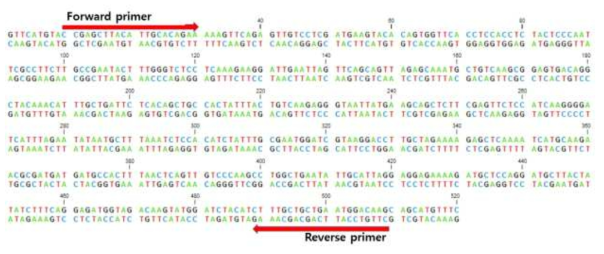 Coatomer protein E dsRNA 프라이머 합성부위