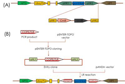 RNAi vector의 서열 모식도와 제작과정