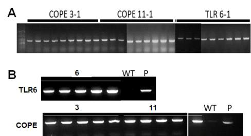 형질전환 토마토의 hairpin RNA 도입 및 발현여부 검증(A: PCR, B:RT-PCR)