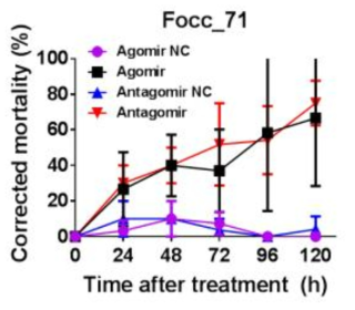 Chitin synthase, Chitinase에 관여하는 miRNA (Focc_71)의 서열을 토대로 합성된 Agomir와 Antagomir의 꽃노랑총채벌레 대상 생물검정 결과