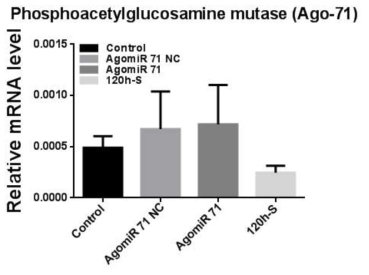 AgomiR-71을 섭식한 꽃노랑총채벌레 대상 Phosphoacetylglucosamine mutase 유전자의 qPCR 결과