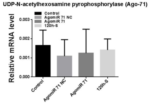 AgomiR-71을 섭식한 꽃노랑총채벌레 대상 UDP-N-acetylhexosamine pyrophosphorylase 유전자의 qPCR 결과