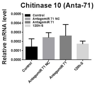 AntagomiR-71을 섭식한 꽃노랑총채벌레 대상 Chitinase 10 유전자의 qPCR 결과