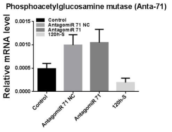 AntagomiR-71을 섭식한 꽃노랑총채벌레 대상 Phosphoacetylglucosamine mutase 유전자의 qPCR 결과