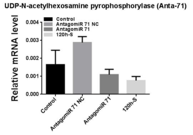 AntagomiR-71을 섭식한 꽃노랑총채벌레 대상 UDP-N-acetylhexosamine pyrophosphorylase 유전자의 qPCR 결과