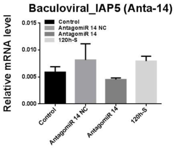 AntagomiR-14을 섭식한 꽃노랑총채벌레 대상 Baculoviral IAP repeat-containing protein 2-like 유전자의 qPCR 결과