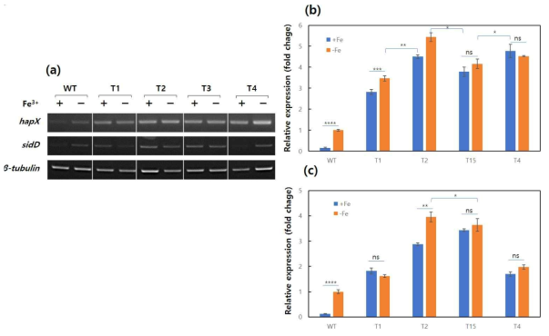 양송이버섯 형질전환체의 HapX, SidD 유전자 발현 분석. a) RT-PCR 분석. b) realtime RT-PCR을 이용한 HapX (b)와 SIdD (c) 발현 분석