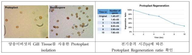 양송이 버섯의 Protoplast 분리 및 Electrophoresis 조건 확인