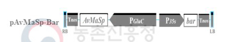 Diagram of pAvMaSp-Bar construct