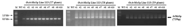 PCR analysis of transgenic rice OsAvMaSp Line 113 (T7 plant) by AvMaSp gene
