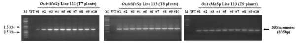 PCR analysis of transgenic rice OsAvMaSp Line 113 (T7 plant) by GluC promoter