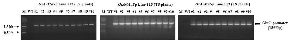 PCR analysis of transgenic rice OsAvMaSp Line 113 (T7 plant) by 35S promoter