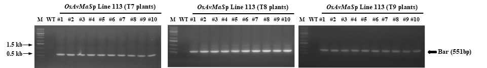 PCR analysis of transgenic rice OsAvMaSp Line 113 (T7 plant) by Bar gene