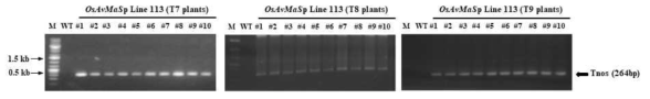 PCR analysis of transgenic rice OsAvMaSp Line 113 (T7 plant) by Tnos terminator