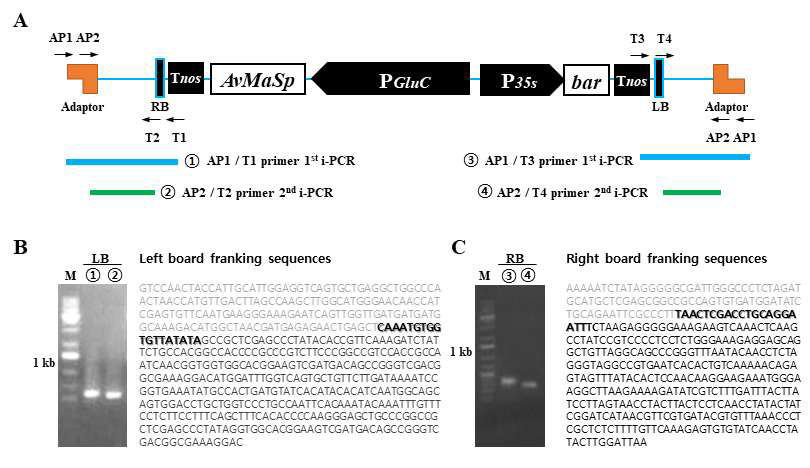 Identification of transgenic rice OsAvMaSp Line 113 (T7 plant). (A) Diagram of position of the inserted pAvMaSp-bar. Inverse PCR analysis of transgenic rice OsAvMaSp Line 113 (T7 plant) by left border and right border specific primer. Franking DNA sequence analysis of left border(B) and right border(C)