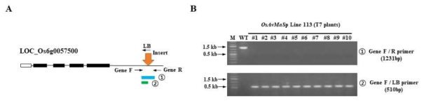 Identification of transgenic rice OsAvMaSp-113(T7 plant). (A) Diagram of position of the inserted pAvMaSp-bar(arrow). (B) PCR analysis for selecting homo line