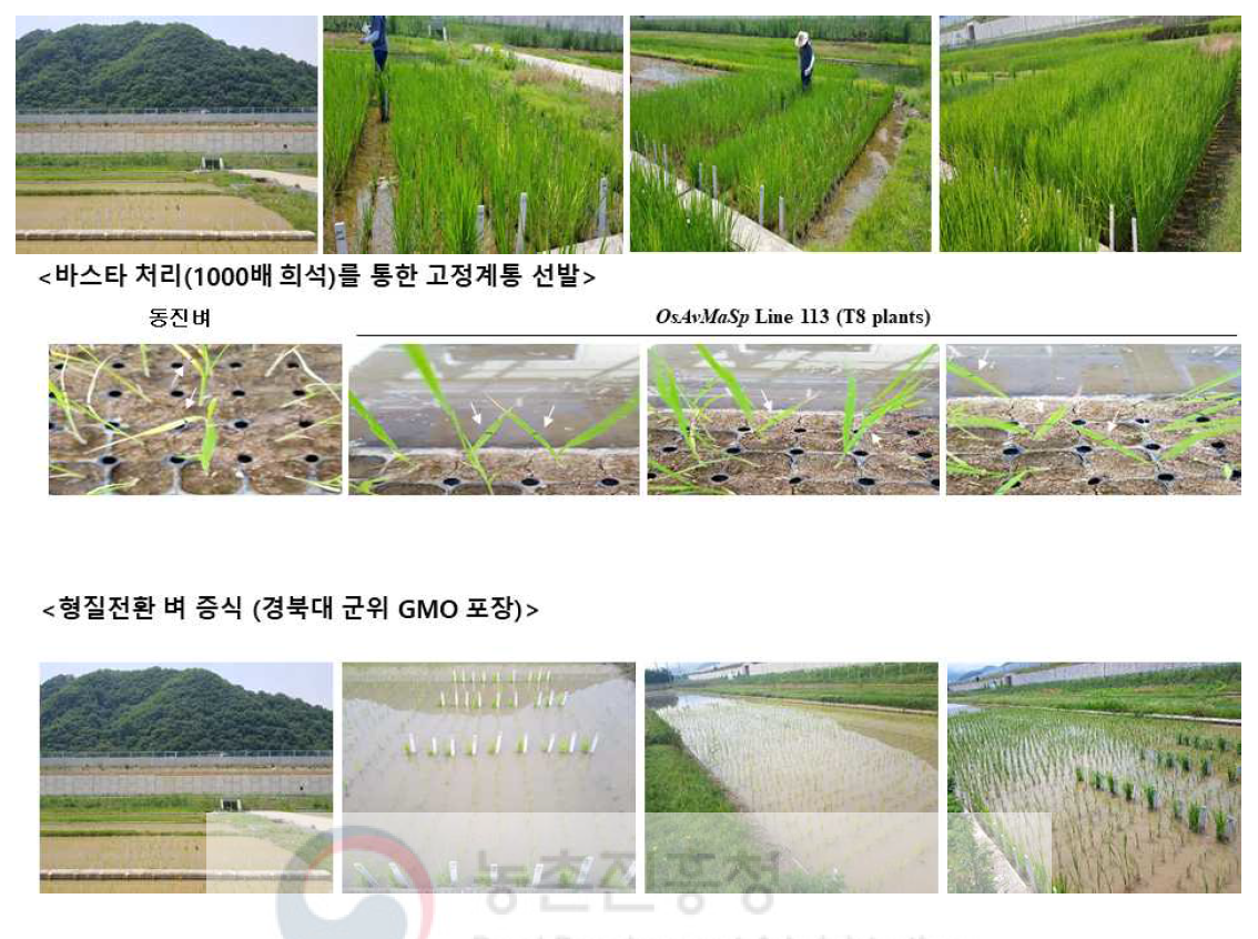 Generation of transgenic rice OsAvMaSp Line 113 (T7, T8, T9 plants) in GMO field