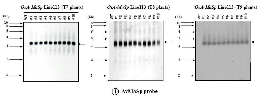 Southern blot analysis of transgenic rice OsAvMaSp Line 113 (T7, T8, T9 plants) by AvMaSp gene probe