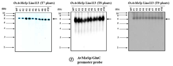 Southern blot analysis of transgenic rice OsAvMaSp Line 113 (T7, T8, T9 plants) by AvMaSp gene/Cluc promoter probe