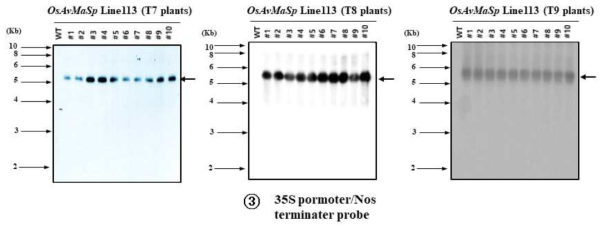 Southern blot analysis of transgenic rice OsAvMaSp Line 113 (T7, T8, T9 plants) by 35S promoter and Bar gene probe